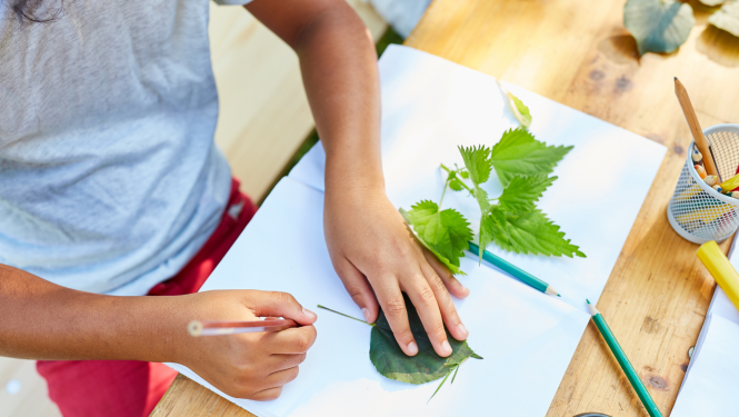 Eurydice petijuma vizualis - bērns uz papīra apvelk koka lapu kontūras
