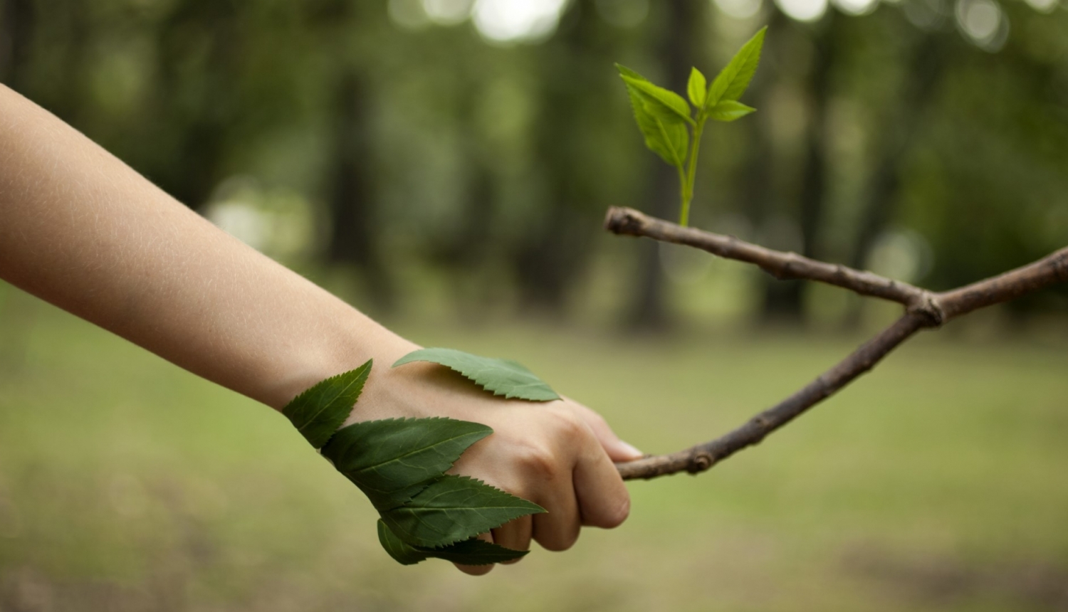 cilvēka roka sarokojas ar koka zaru ar zaļu lapiņu